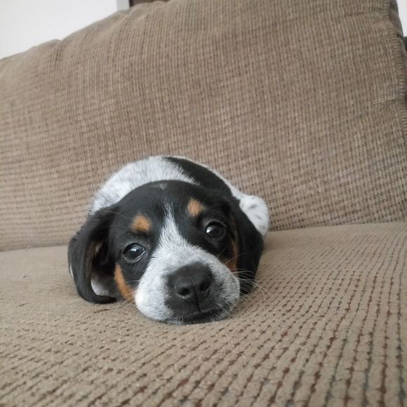 Meet your Posher, Jeffery - Picture 1 of 1